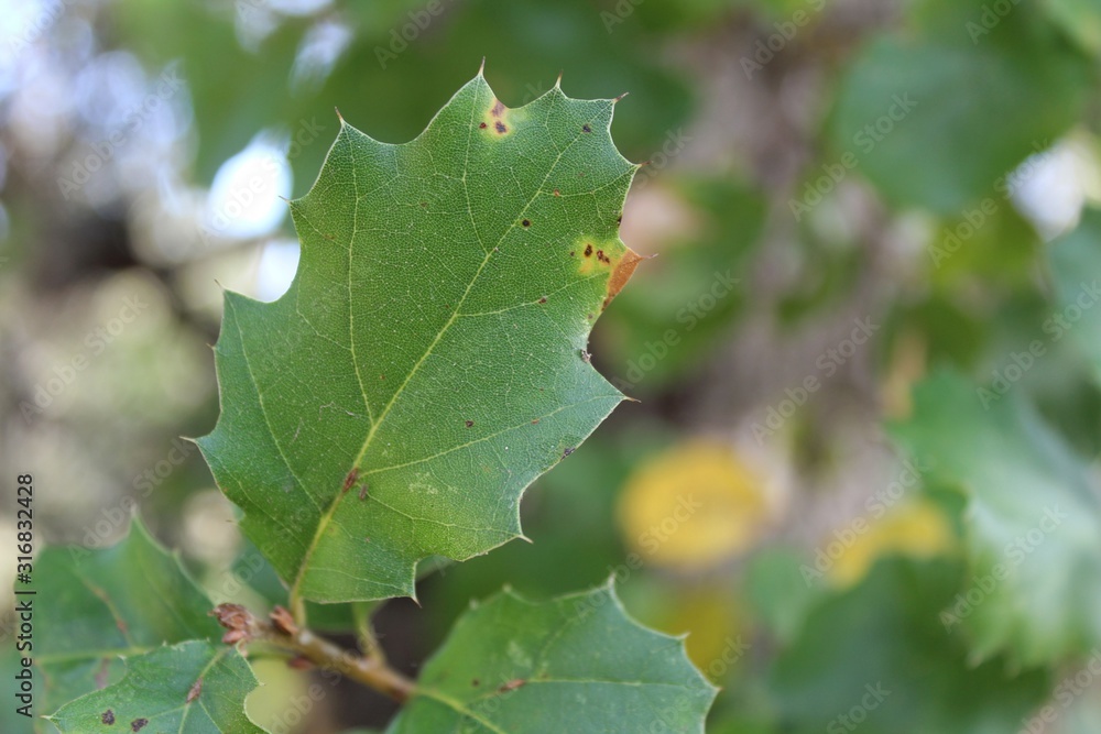 Coast Live Oak, Quercus Agrifolia, is a majestic competitor in the Chaparral biome of Will Rogers State Park, located in the Santa Monica Mountains. Coast Live Oak, Quercus Agrifolia, is a majestic competitor in the Chaparral biome of Will Rogers State Park, located in the Santa Monica Mountains.