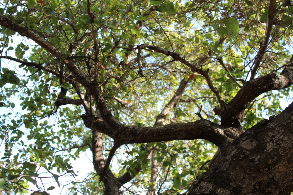 Coast Live Oak, Quercus Agrifolia, is a majestic competitor in the Chaparral biome of Will Rogers State Park, located in the Santa Monica Mountains. Coast Live Oak, Quercus Agrifolia, is a majestic competitor in the Chaparral biome of Will Rogers State Park, located in the Santa Monica Mountains.