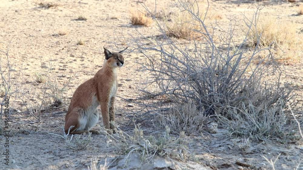 A large Caracal cat sits in the shade of a small bush in the Kalahari A large Caracal cat sits in the shade of a small bush in the Kalahari