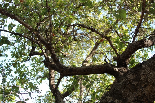 Coast Live Oak, Quercus Agrifolia, is a majestic competitor in the Chaparral biome of Will Rogers State Park, located in the Santa Monica Mountains.