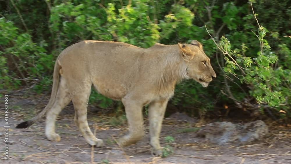 Young male African Lion yawns and walks on a windy day in the Chobe Young male African Lion yawns and walks on a windy day in the Chobe