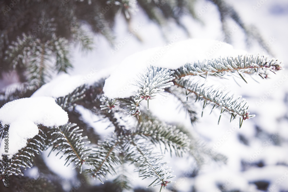 Snowy fir tree branch winter background