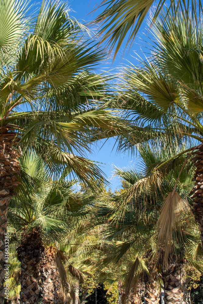 Palm trees leaves, look up view Palm trees leaves, look up view