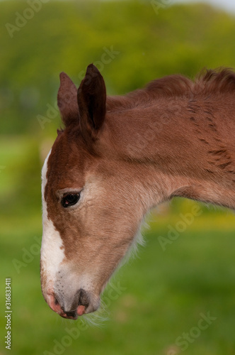 Poulain de race boulonnaise âgé de 3 jours photo