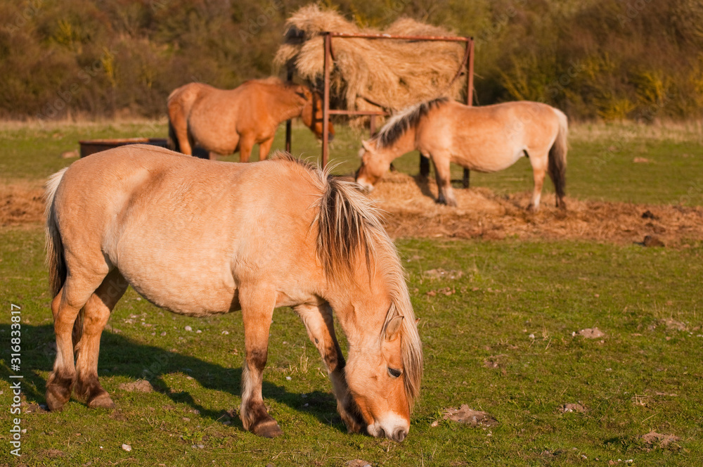 Chevaux Henson en pâture près de la mangeoire garnie de foin. Chevaux Henson en pâture près de la mangeoire garnie de foin.