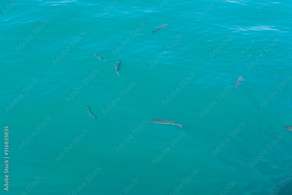 Fish school under turquoise water Fish school under turquoise water