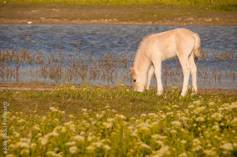 Fototapeta premium Poulain de race Henson au Hâble d'Ault (Polder).