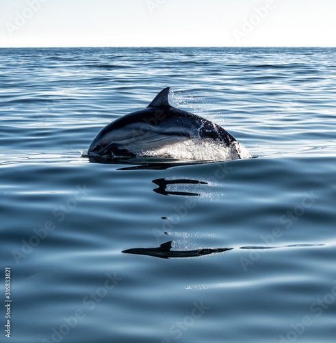 Dolphin jumping and swimming in sea water with splash