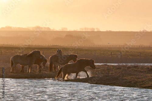 Chevaux Fjord en pâture dans le hâble d'Ault