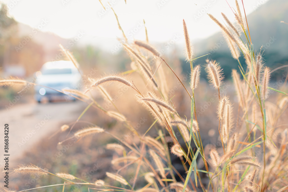 Beautiful grass flower in the field with sunset, Nature soft light blur filter and vintage tone, Public road background and car driving, Selective focus..