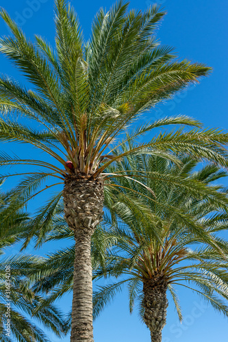 Palm trees leaves  look up view