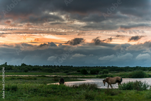 Chevaux Henson dans le marais du Crotoy, un soir d'orage. © Alonbou