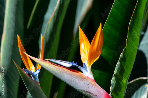 Strelitzia or bird of paradise flower