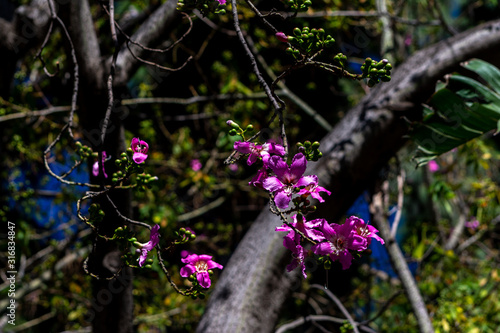 Ceiba pubiflora pink flowers on tree photo