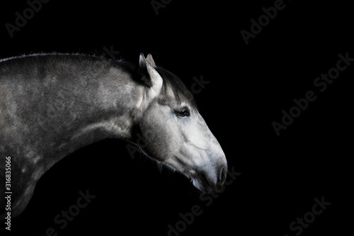 Grey andalusian breed horse with ears backwards isolated on black background. Animal studio portrait close.