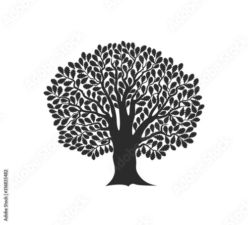 Fototapeta Naklejka Na Ścianę i Meble -  Oak tree logo. Isolated oak tree on white background