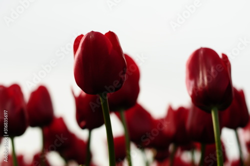 rozmyte-tulipany-na-bialym-tle