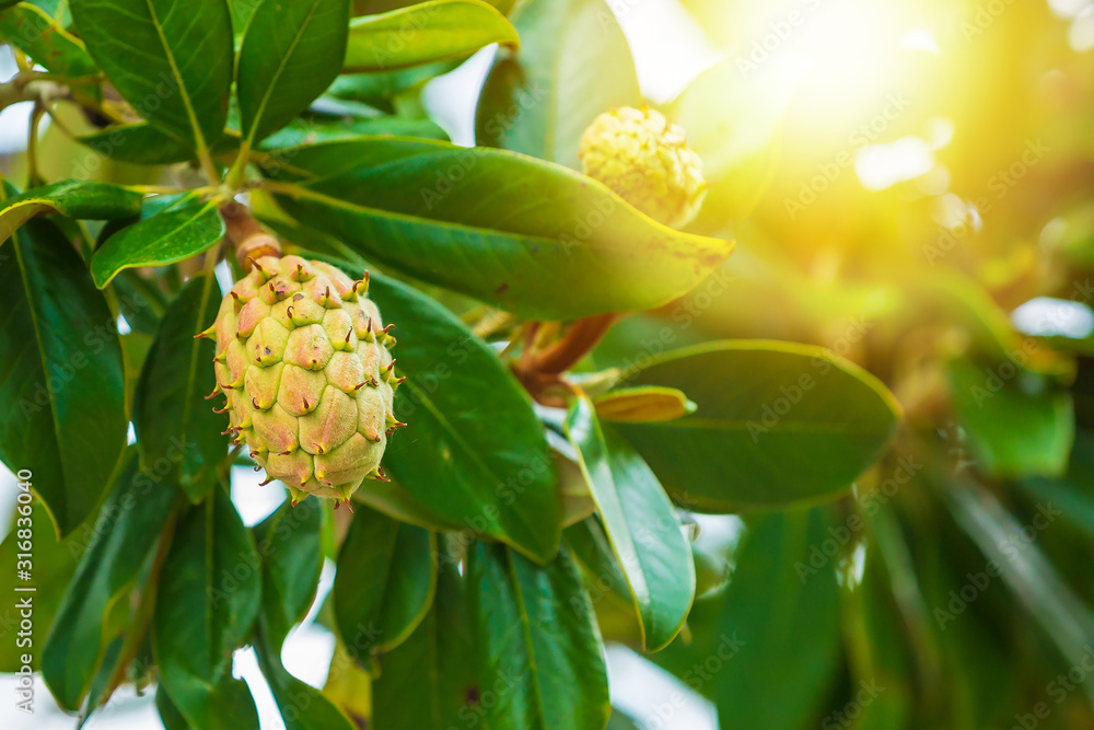 Fresh growing fruits in a magnolia tree Fresh growing fruits in a magnolia tree