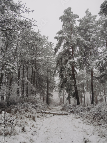 forest in winter, snowy landscape