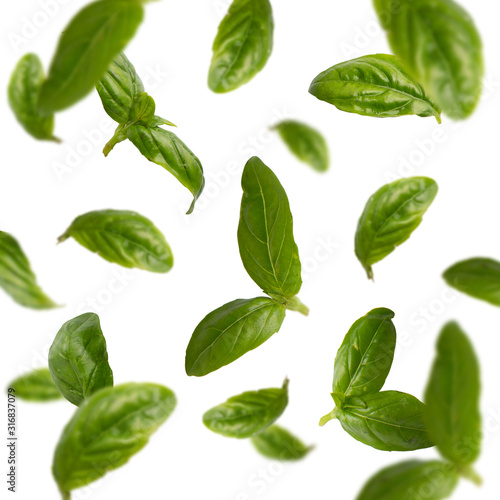 Flying spinach or basil leaves isolated on white background