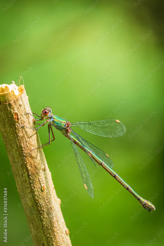 Chalcolestes viridis western willow emerald damselfly spreadwing Chalcolestes viridis western willow emerald damselfly spreadwing