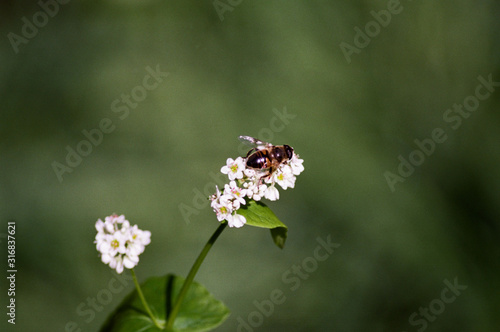 honeybee in buckwheat © Denise