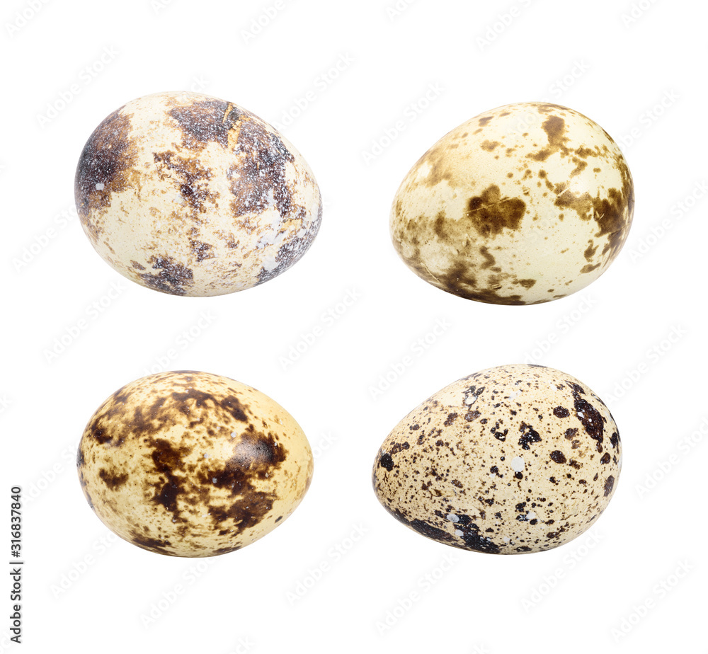 set of quail eggs isolate on white set of quail eggs isolate on white