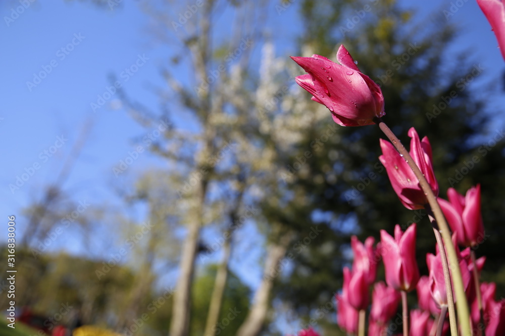 Tulip and tulips in garden
