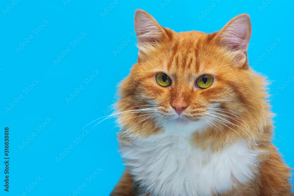 red cat on a blue background, with a careful look