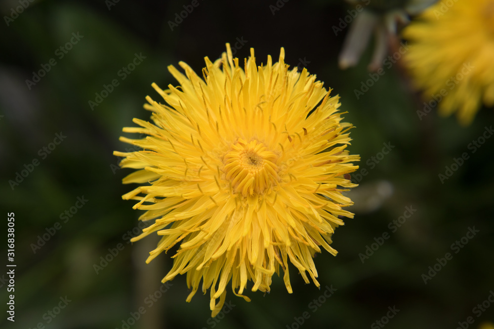 dandelion in bloom dandelion in bloom