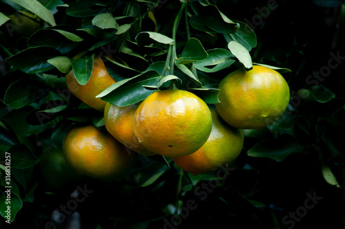 mandarins hanging on the branch waiting to be grown