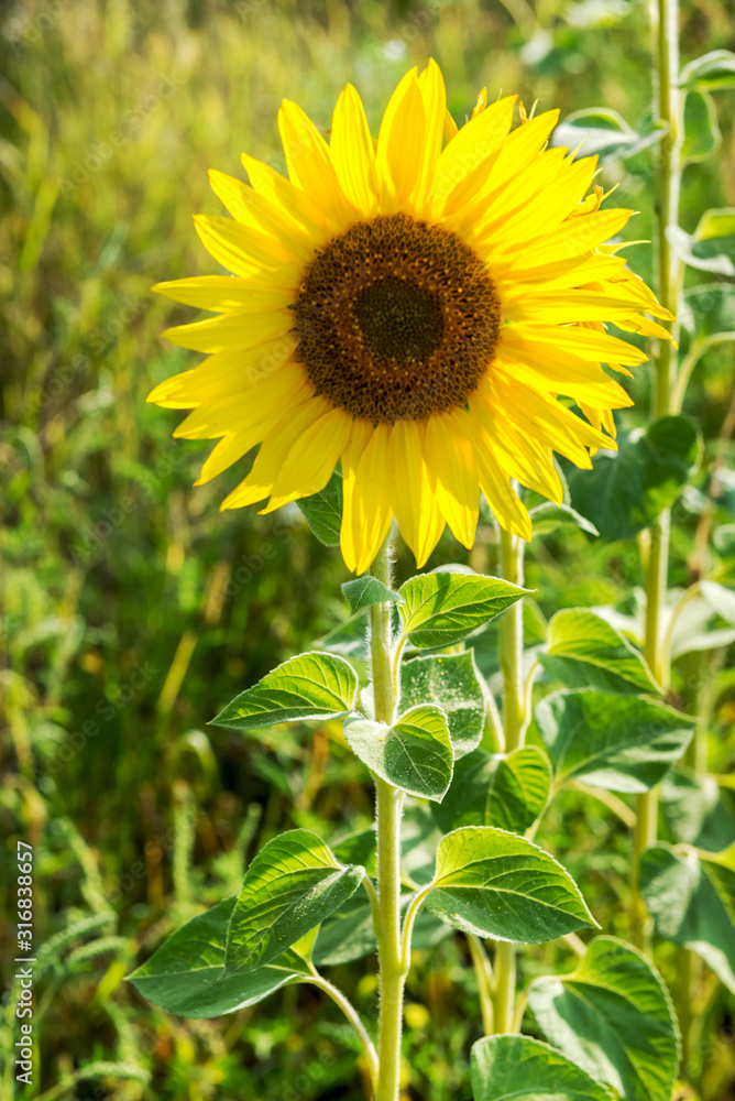 One flower of a sunflower in the field. One flower of a sunflower in the field.