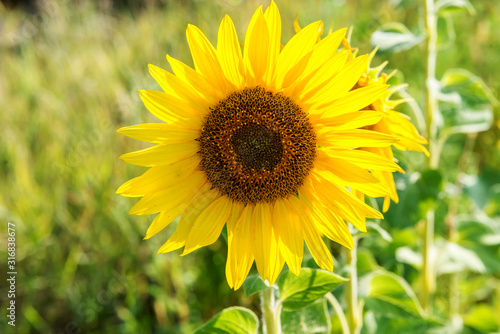 One flower of a sunflower in the field.