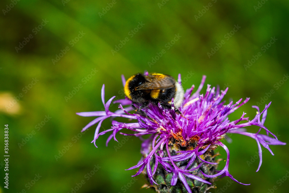 Bumblebee on a wildflower on a blurry background, close-up. Bumblebee on a wildflower on a blurry background, close-up.