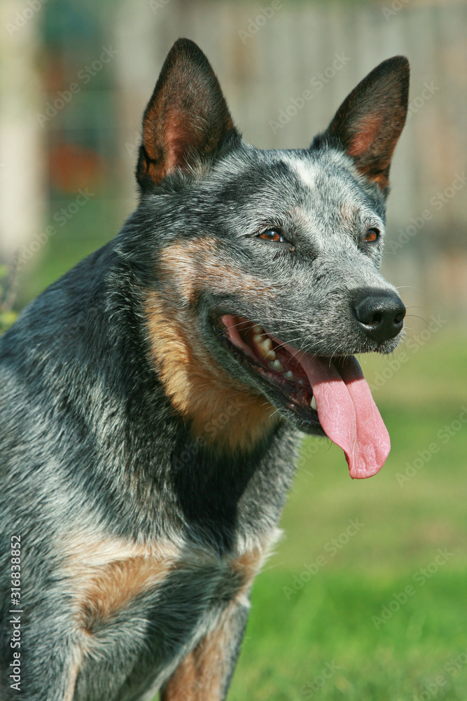 Portrait of nice Australian Cattle Dog Portrait of nice Australian Cattle Dog