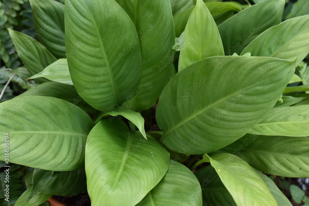 Up close tropical foliage Up close tropical foliage