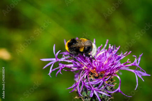 Bumblebee on a wildflower on a blurry background, close-up. © Anatoliy
