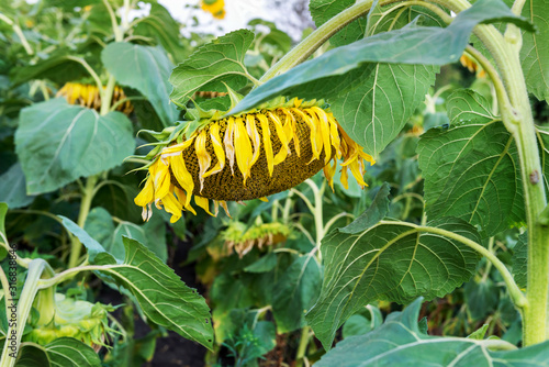 Ripe sunflower in the field.