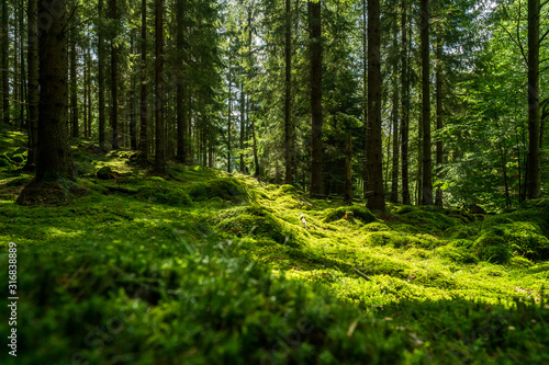 Beautiful green mossy forest in sweden photo