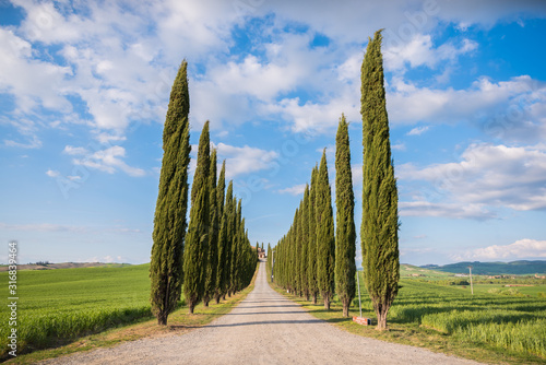 poggio covili in val d'orcia in italy in tuscany with warm light and sky with clouds and grass and green wheat moved by wind with house and cypresses aligned geometric trees and hills photo