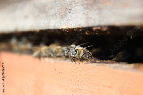 abejas, apicultura, apicultor, medio ambiente, abejas solitarias, colmena en abejas, colmena, campo, felicidad, superación, beekepers, save the bee, Chile, miel, polen, propoleo 