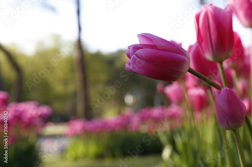 Tulip in garden