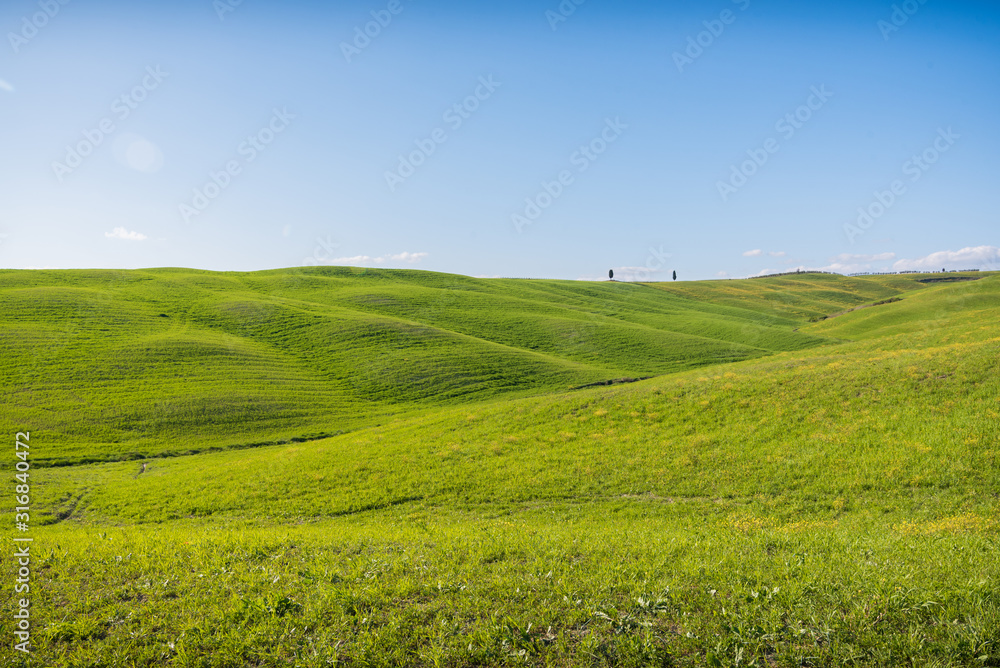 Beautiful landscape in Val d'Orcia in Tuscany in Italy with green and yellow grass fields and trees with sky with clouds and typical tuscany trees cypresses and sweet hills at sunset