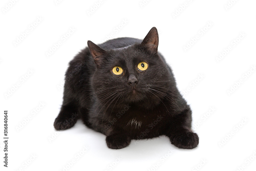 Black cat lying on a white background