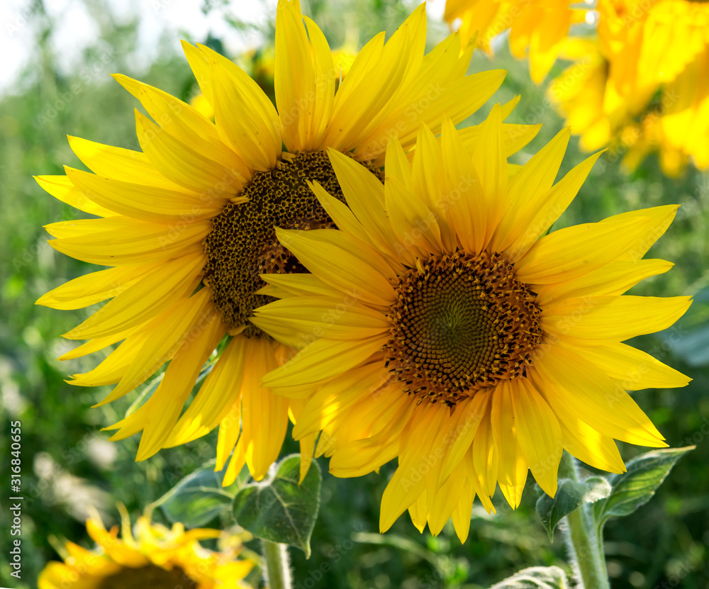 Field with flowers of sunflower. Field with flowers of sunflower.