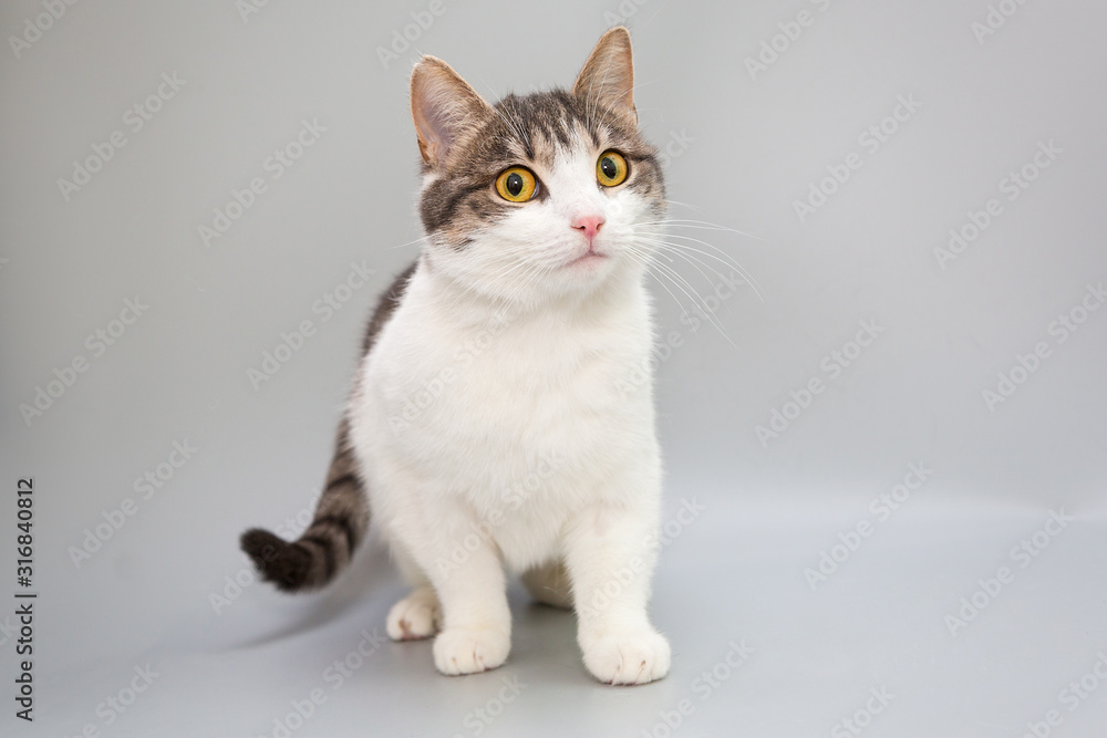 Funny cat on a gray background