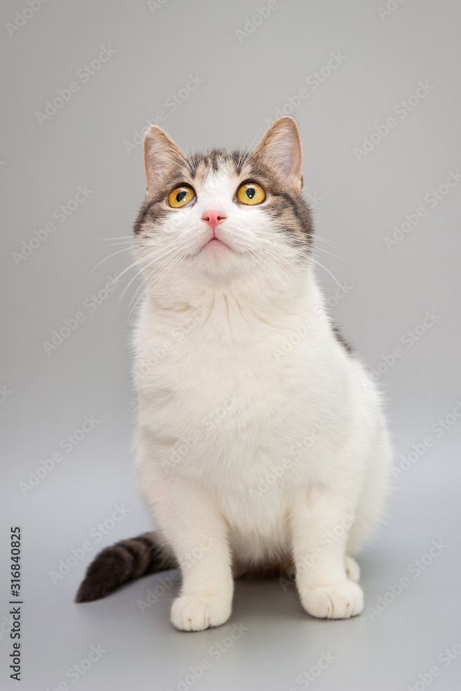 Funny cat on a gray background Funny cat on a gray background