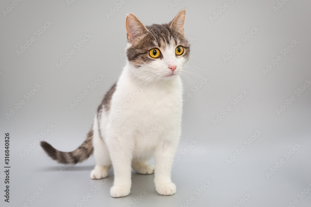 Funny cat on a gray background