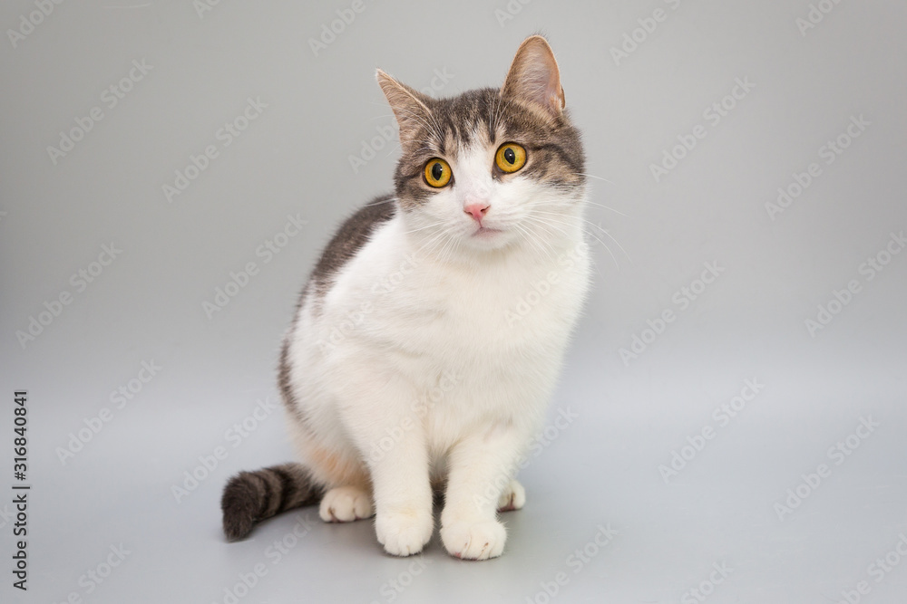 Funny cat on a gray background Funny cat on a gray background