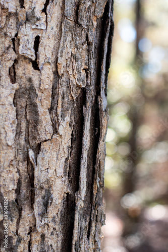 Textured Bark of a Tree Close Up in the Woods with Bokeh Background ~BARK OF A TREE~